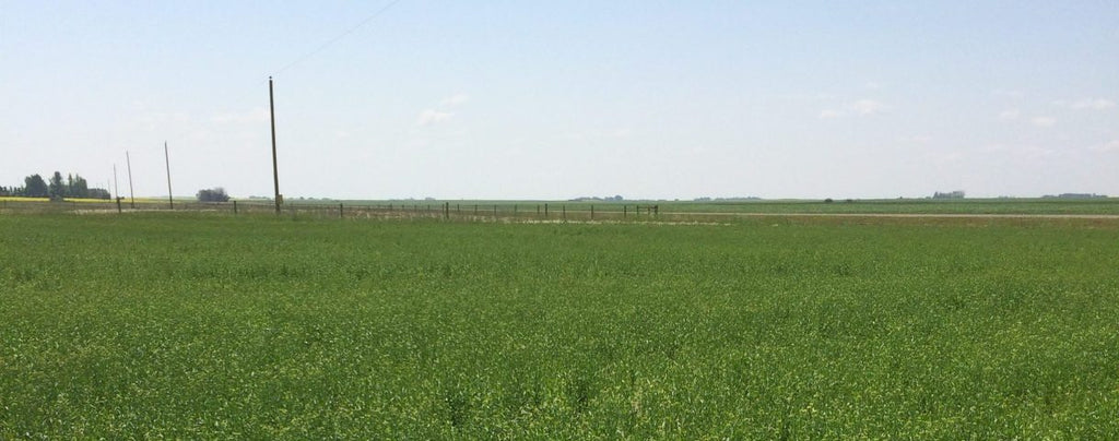 Camelina Grower Experience – Kyle Laturnus – Tramping Lake SK