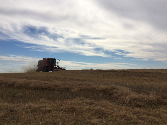 Camelina feed, meal and oil shows potential to improve animal products