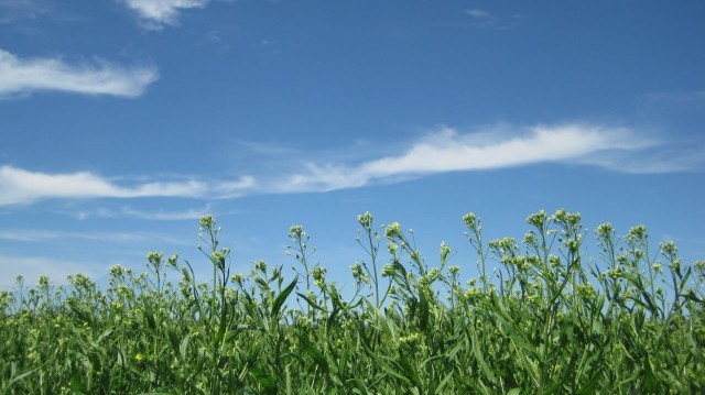 Camelina meal fed to hens increases Omega3 content of eggs