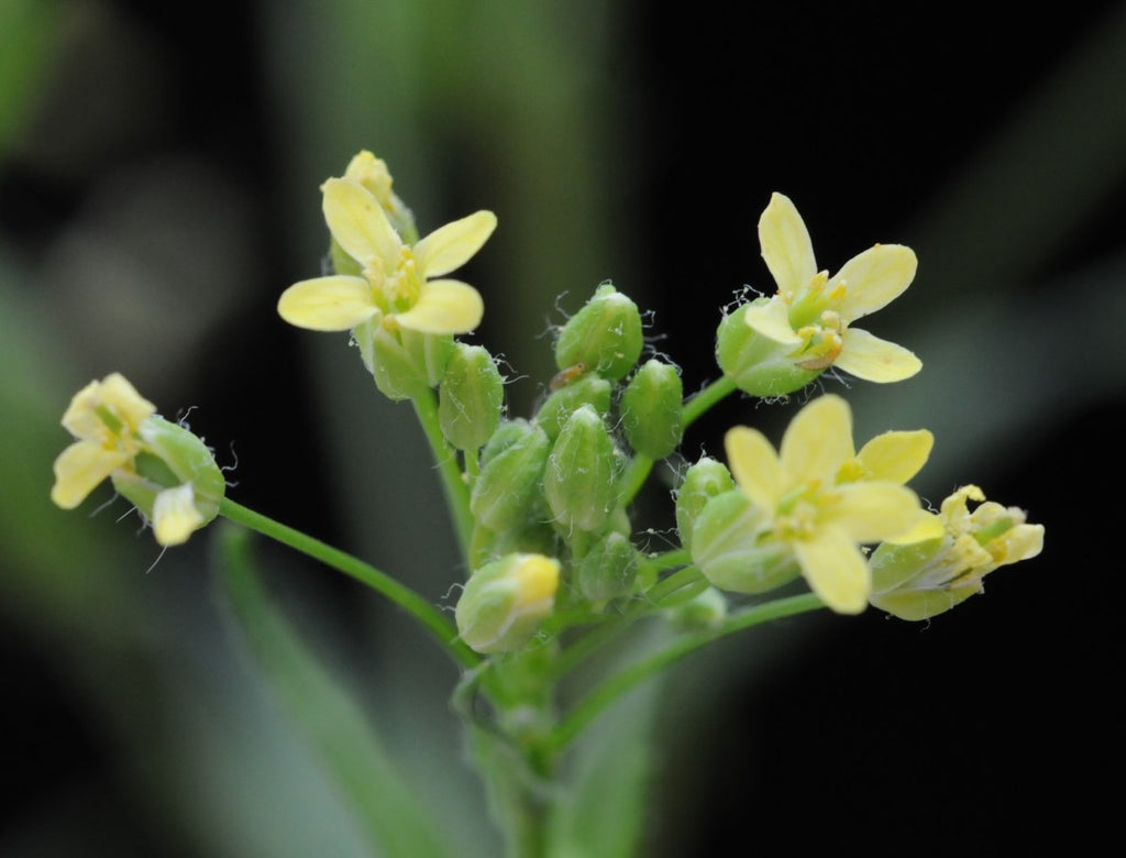 Camelina more drought tolerant than canola, Canadian research team confirms