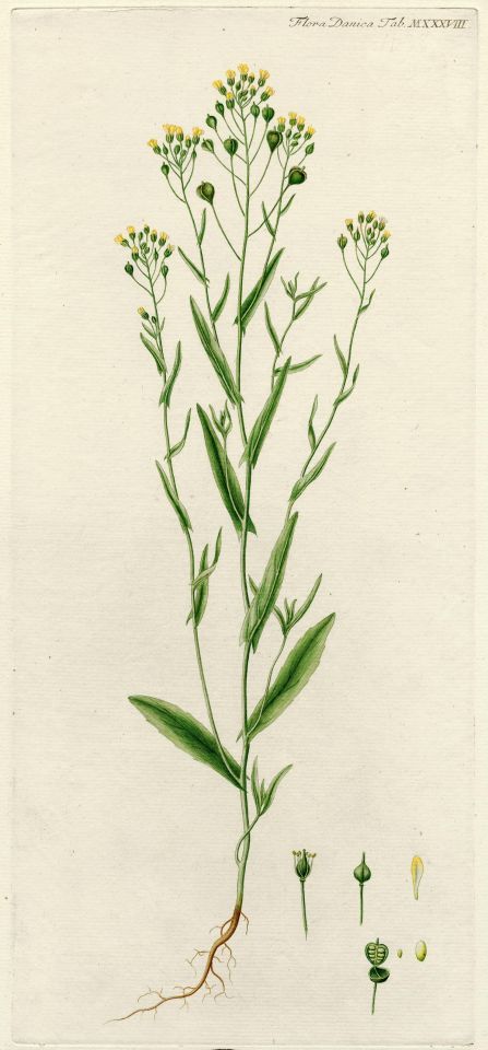 Camelina shows potential anticancer properties, Illinois study suggests
