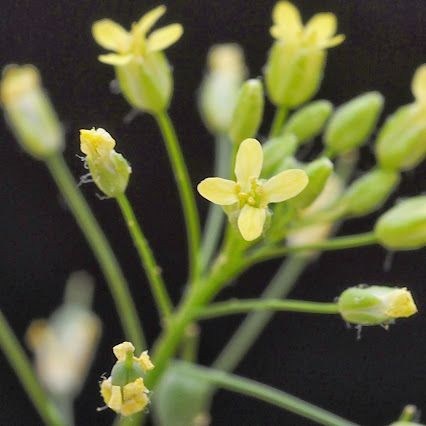 Dairy cows fed Camelina produce healthier milk, study says