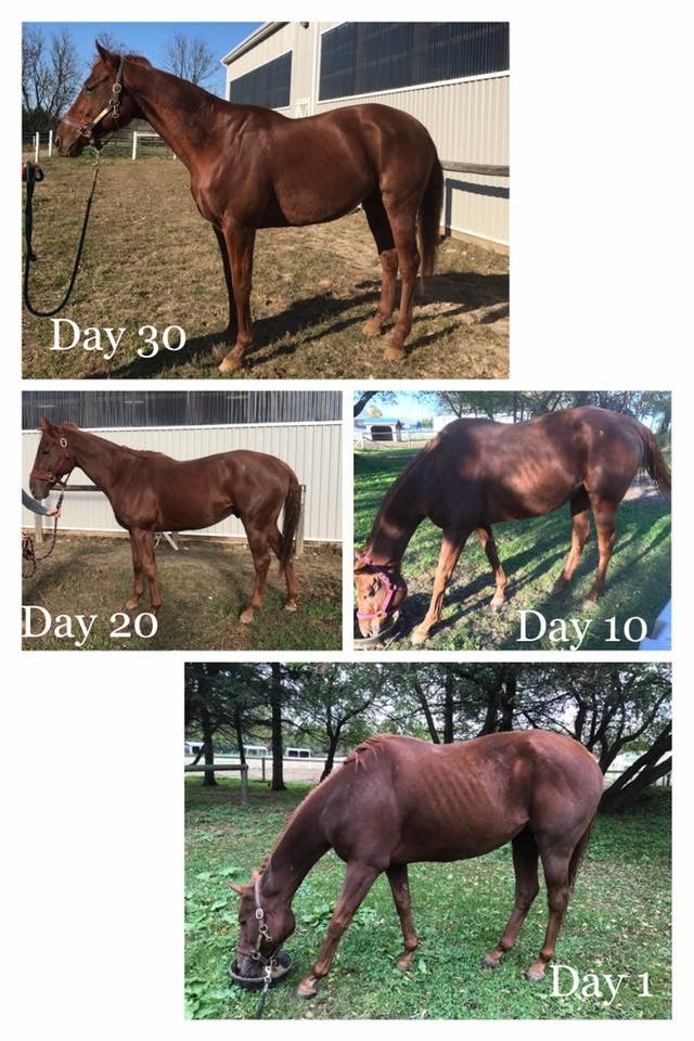 Smart Earth Seeds camelina equine oil helps turn rescue horse