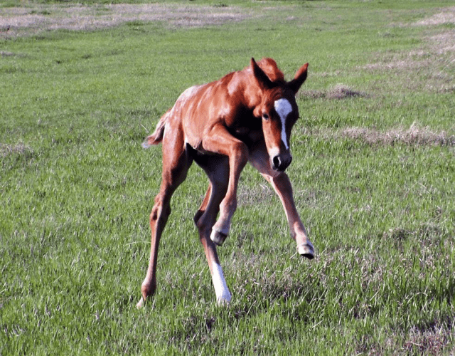 Smart Earth Seeds offers Omega3-rich Camelina Oil for the Equine Market