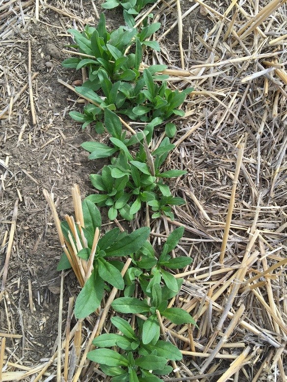 UPDATED: Camelina contracts for late-seeding Saskatchewan growers
