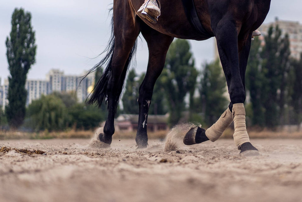 Footing 101: Things You Need to Know Before Riding on Sand