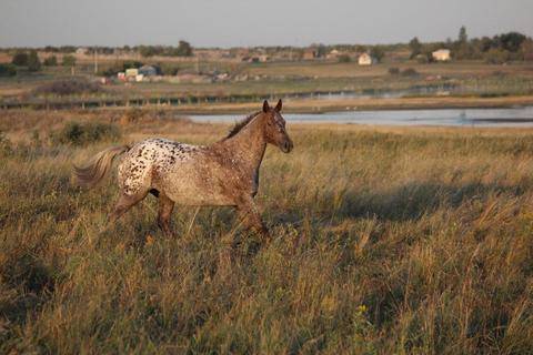 How does camelina oil compare to other equine oils?