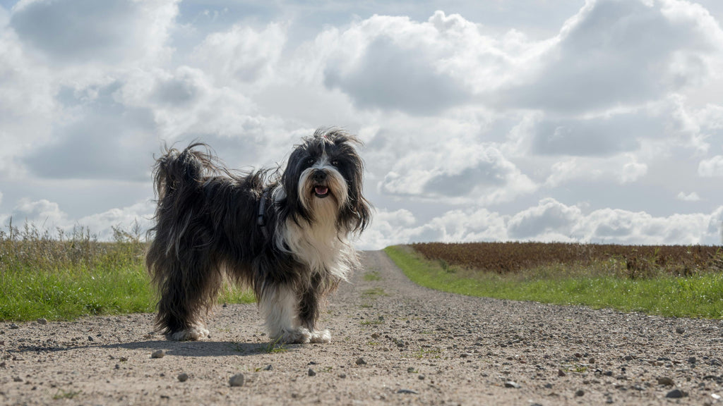 Understanding Symptoms & Causes of Poor Gut Health in Dogs