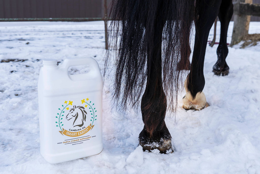 Training Your Horse in the Colder Months