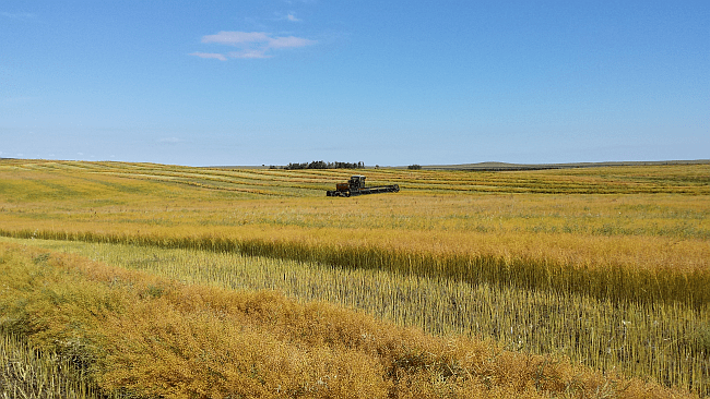 An agronomic miracle: Camelina overcomes the toughest growing conditions