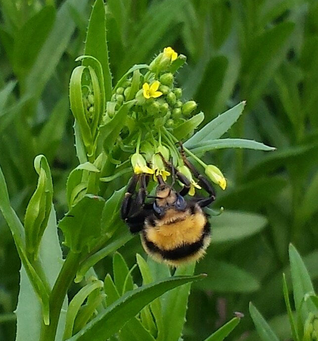 Bees love those pretty yellow camelina flowers