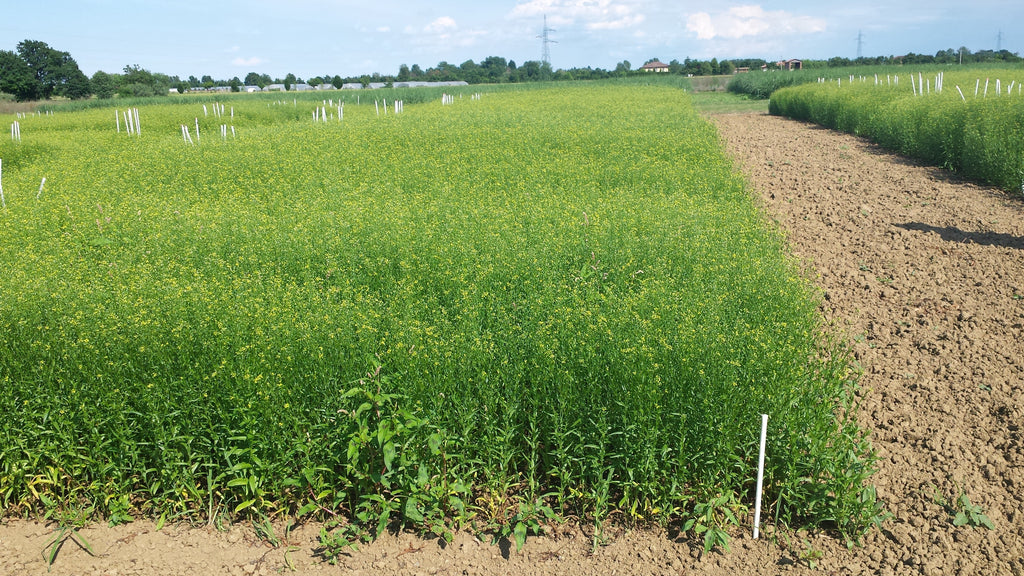 Smart Earth Seeds Camelina in blooms in European trials
