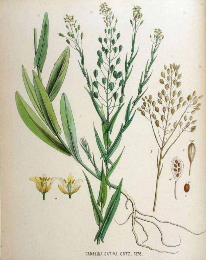 Camelina: a favourite among geese, horses, sheep, cows and goats in 1816