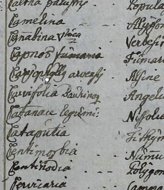 Camelina recorded in Carl Linnaeus’s early manuscripts