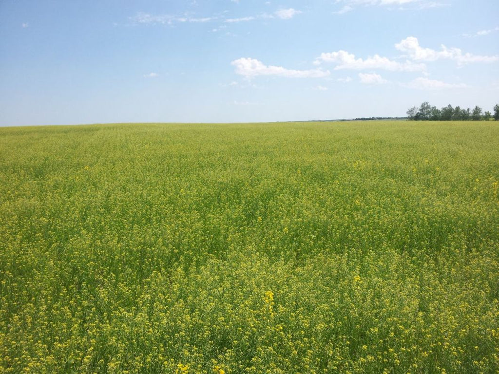 Camelina resists 5 common insect pests of canola