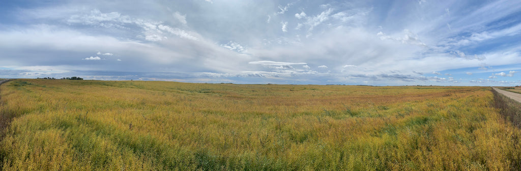 Camelina: Cost of Production - Chris Thorson's Story