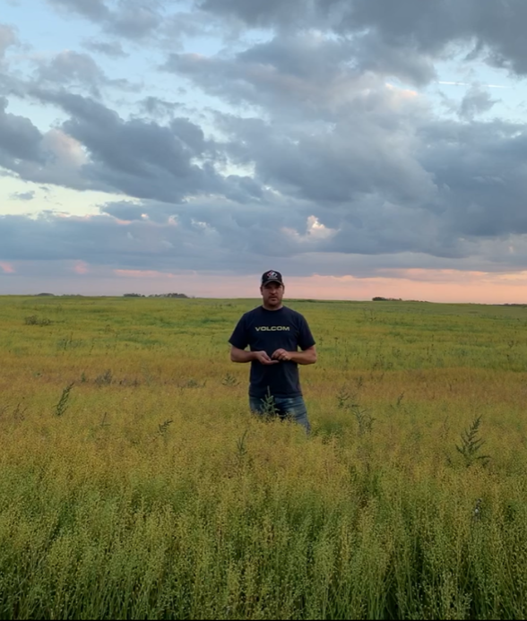 Thinking of Growing Camelina? Have a look: