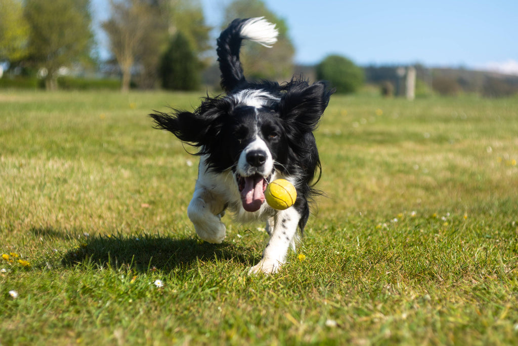 Exercising Your Dog Without Walking: 10 Creative Ideas