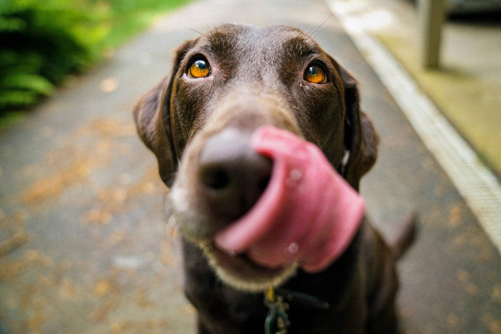 Comparing Dog Foods: Kibble vs. Raw vs. Cooked Dog