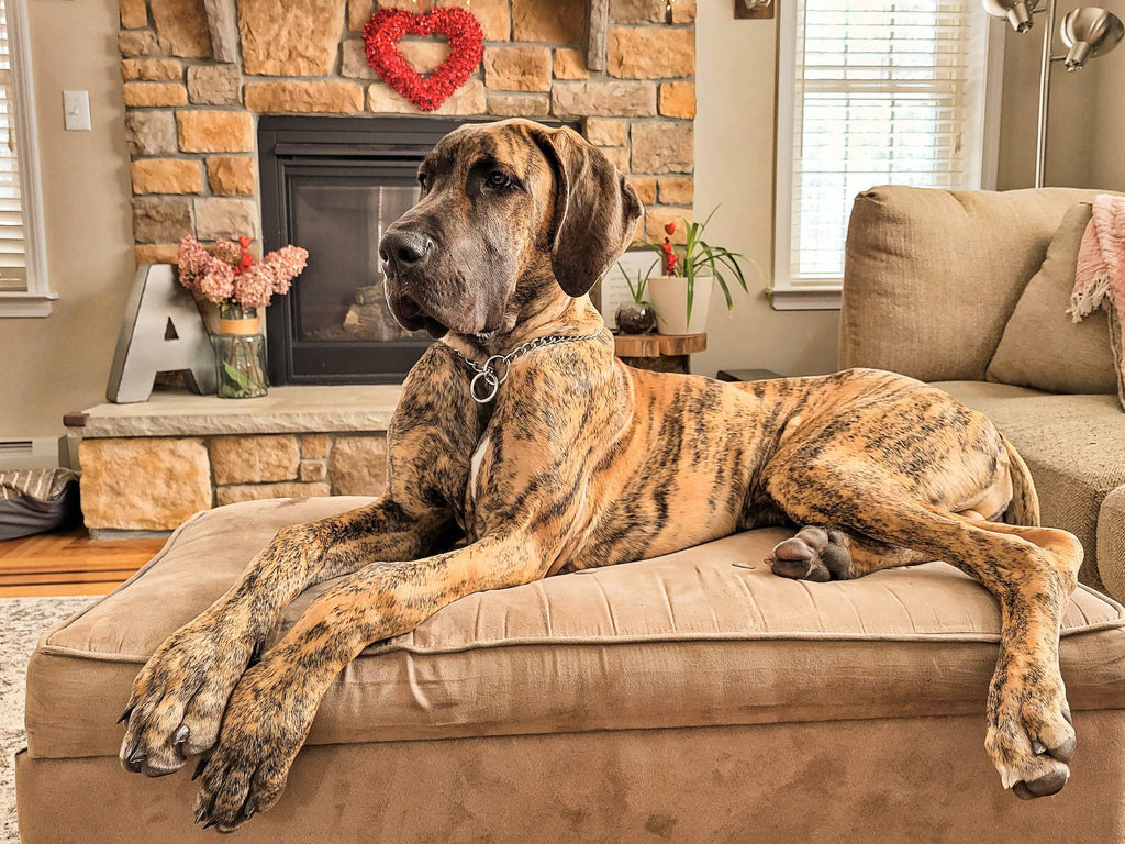 How to Take Care of Large Breed Dogs: A Guide for Loving Pet Parents