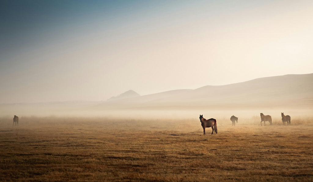 Equine Herbal Spotlight:  How Licorice Supports Your Horse Inside and Out