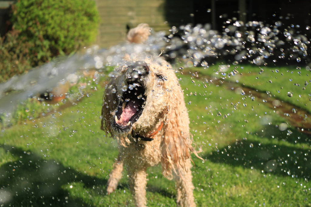 Beat the Heat: 6 Tips to Keep Your Dog Cool During the Summer