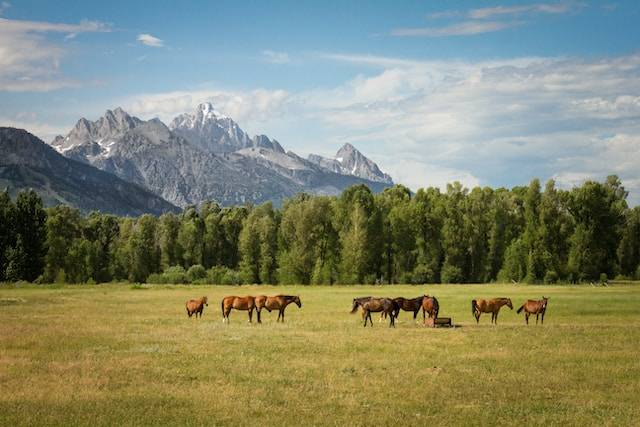 Turnout 101: Keeping Your Horse Healthy, Happy and Safe