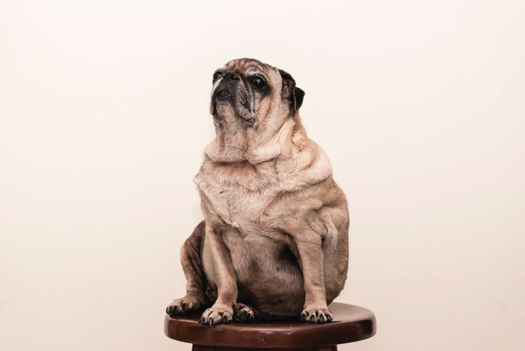 Obesity in Dogs: Understanding the Causes & Solutions