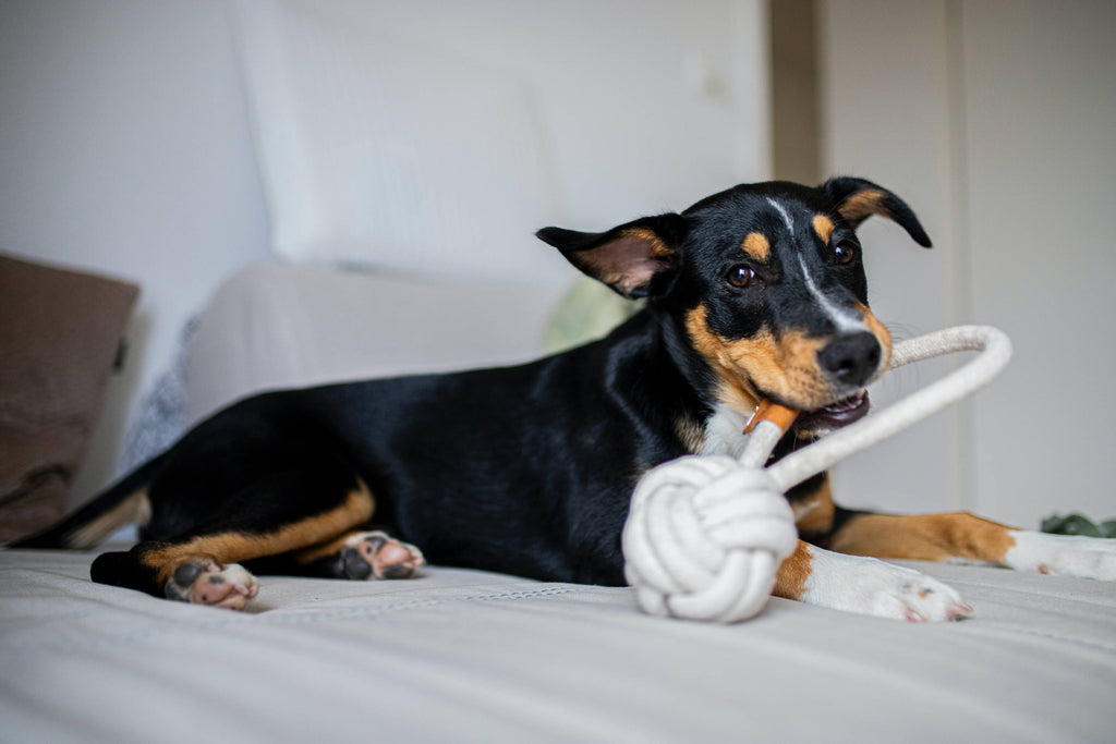 5 Indoor Activities for Dogs: Games to Stimulate & Entertain