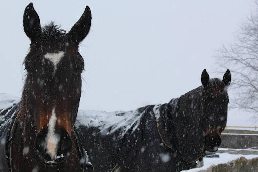 Hay Vs. Pasture: How you can do the most for your horse this winter.