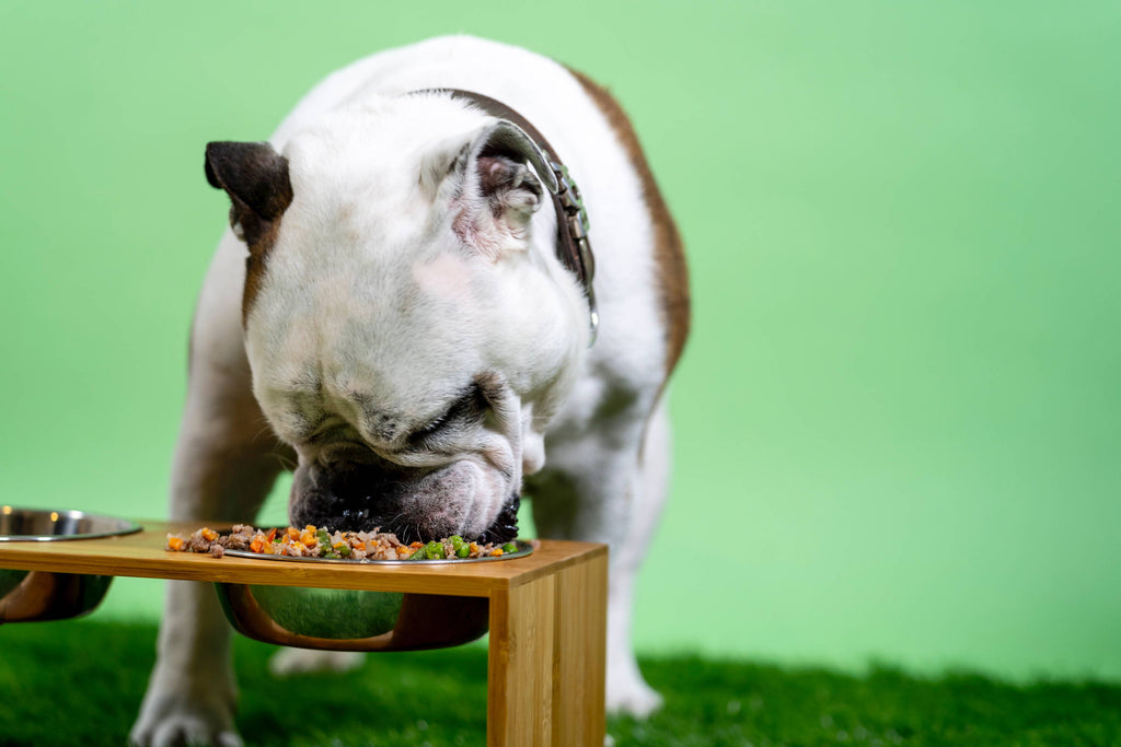 5 Reasons to Add Supplements to Your Pet’s Diet