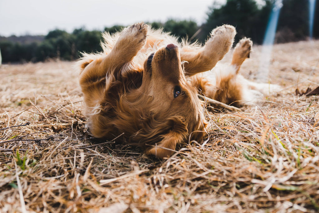 Itchy Dog? 5 Natural Solutions to Soothe Your Dog’s Skin