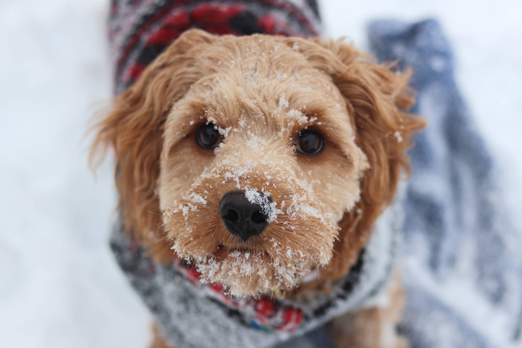 Winter Gear for Dogs: Best for Visibility, Warmth & Rain