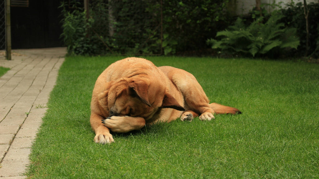 The Impact of Seasonal Changes on Dog Skin Issues