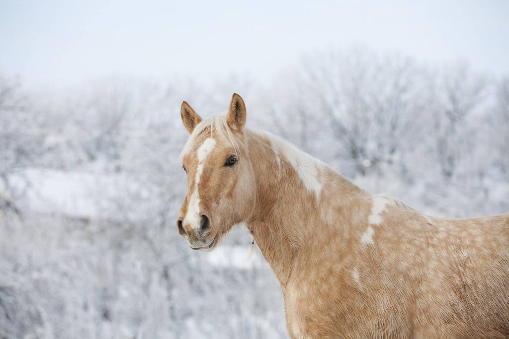 4 Reasons Your Horse May Benefit From Winter Turnout