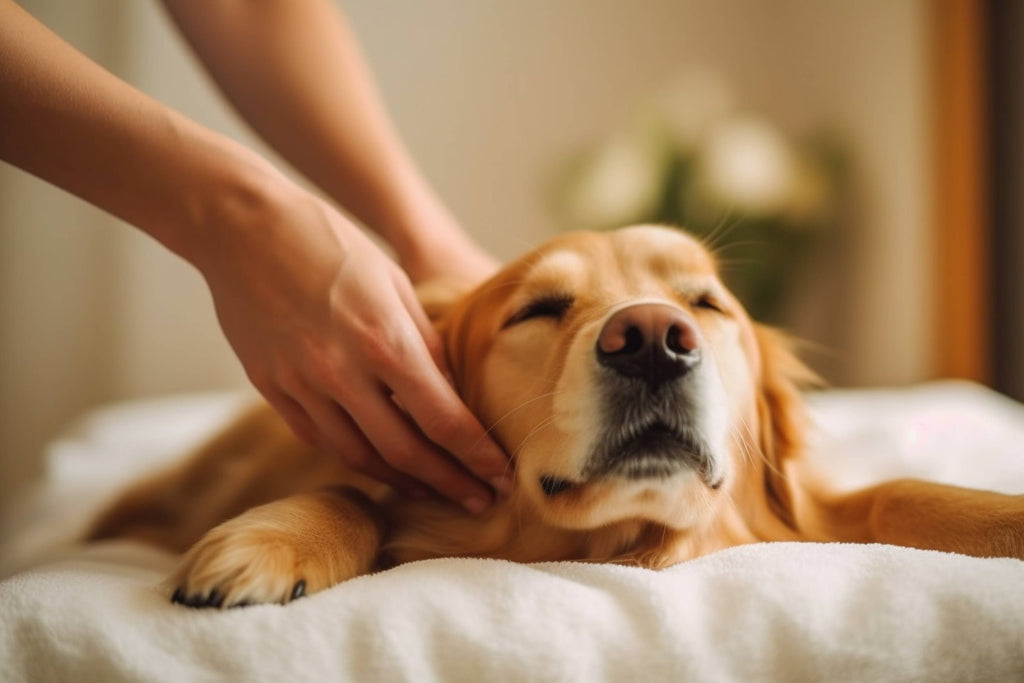 Massage Therapy for Dogs: More Than Just Pampering