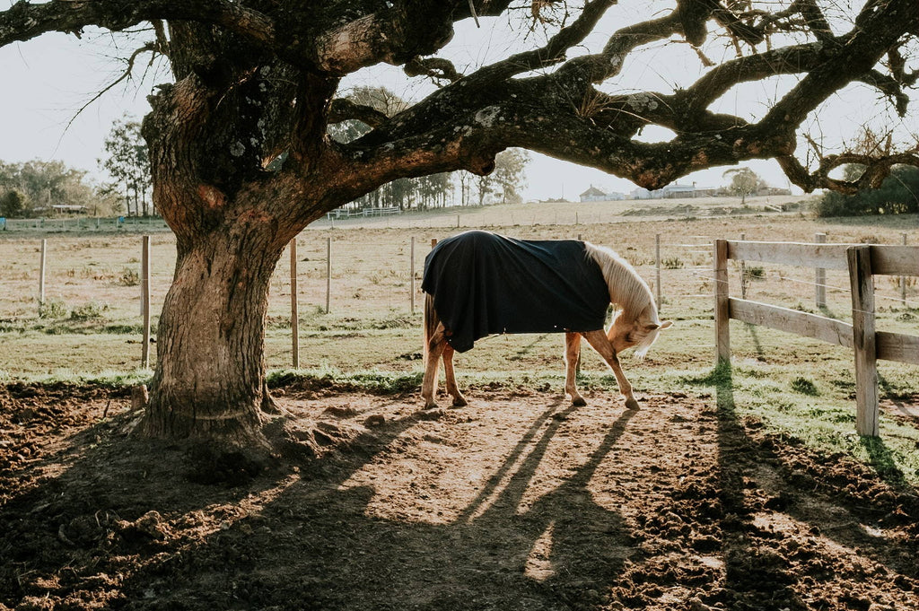 Things to Consider Before Blanketing Your Horse