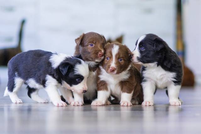 What Makes a Responsible Breeder? Key Info Before Your Pup!