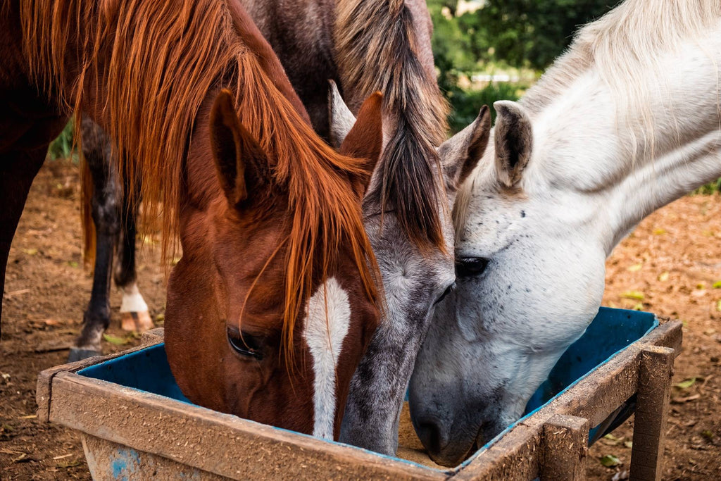 Winter's Here: Time to Introduce Your Horse to Omega 3's