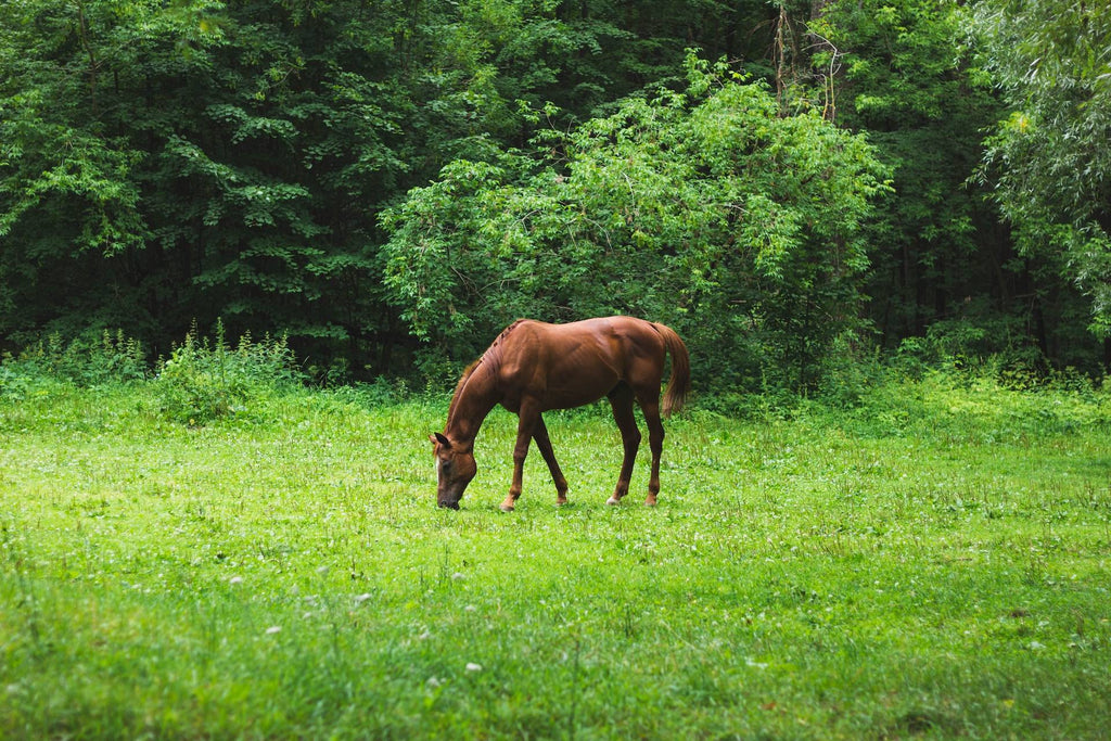 Why Can't My Horse Gain Weight?