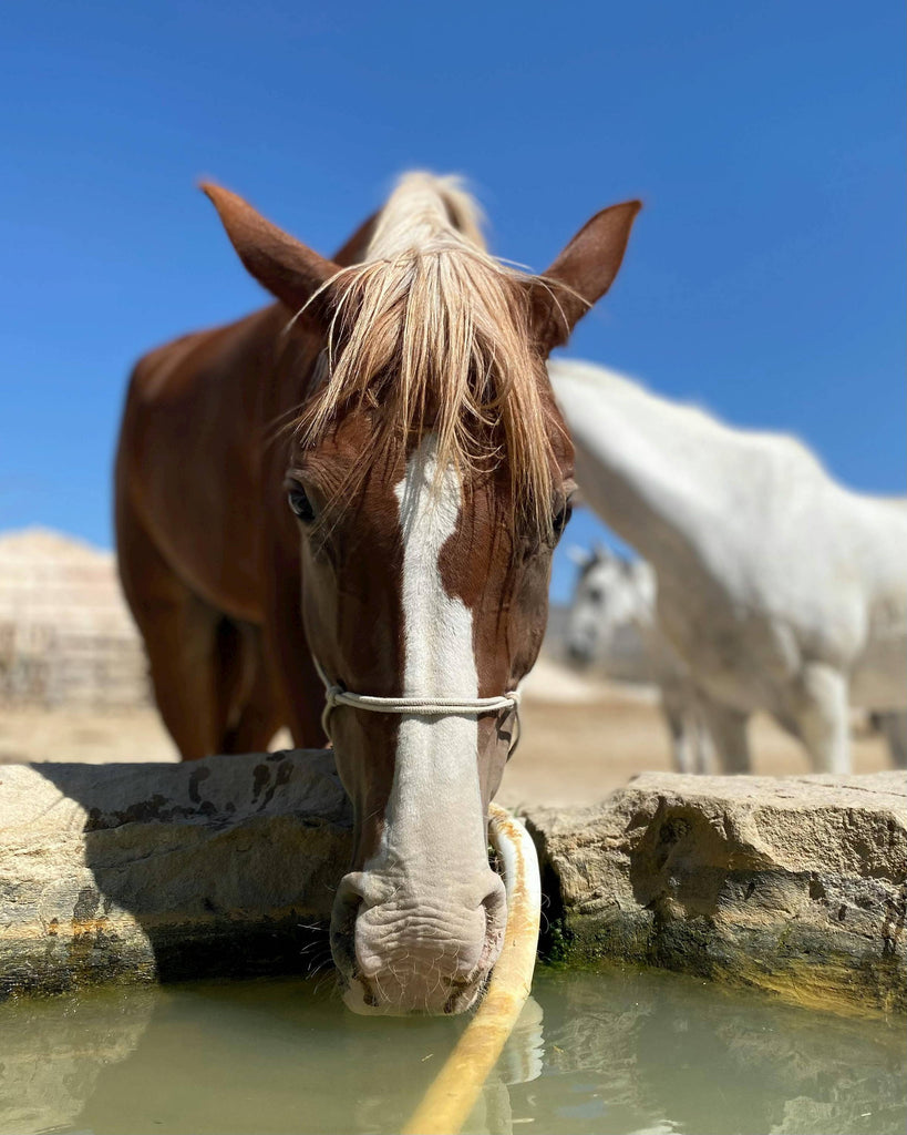 5 Ways to Encourage Your Horse to Drink More Water