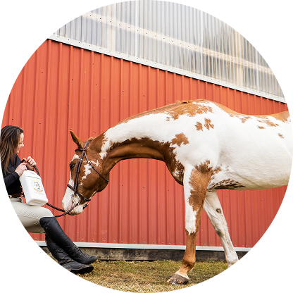 Add the recommended dose to your horse’s daily feed.