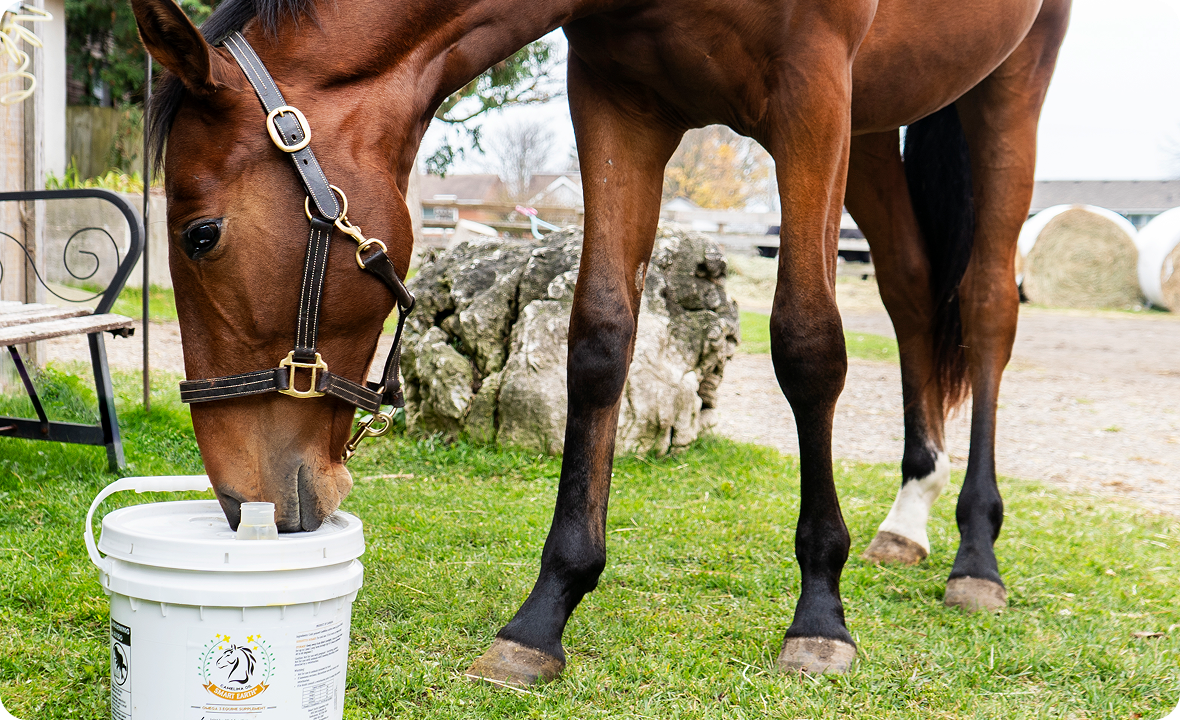 Improves Coat & Mane Quality