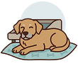 Everyday Support for Senior Dogs